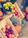 Apples and pumpkins display