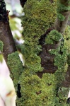 Tree Trunk Moss Lichen