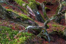 Tree Root Trunk Wood