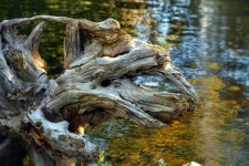 Madera de tronco de raíz de árbol