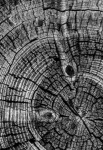 Rebanada de árbol tronco de árbol madera