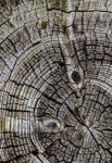 Grano de madera de corteza de tronco de 