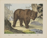 Bear Vintage Art