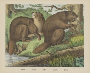 Beaver Vintage Art
