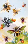 Ilustração vintage de abelha abelha