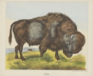 Arte vintage di bisonte