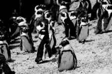 Schwarze und weiße afrikanische Pinguine