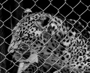 Fekete-fehér foglyul ejtett leopárd