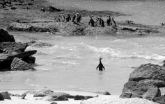 Pinguim solitário preto e branco
