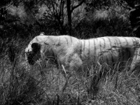 Fekete-fehér tigris a fűben