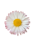 Flower Blossom Daisy Clipart