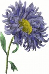 Flower dahlia blue flowers