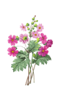 Flower primula pink flowers
