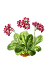 Flower primula red flowers