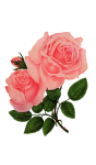 Blume Rose Vintage Clipart