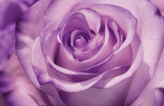 Flower Rose Petal Blossom Macro