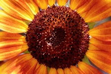 Květ slunečnice květ makro