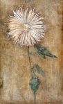 Flowers Chrysanthemum Vintage Art