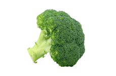 Broccoli Legume Legume Clipart
