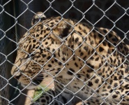 Befogott leopárd a kerítés mögött