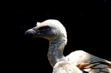 Detalhe do perfil do pássaro abutre