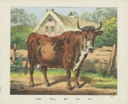 Krowa w stylu vintage