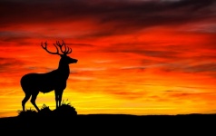 Deer Stag At Sunset