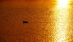 Silhueta do pôr do sol do lago Duck