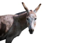 Donkey head donkey png
