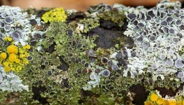 Lichen moss green nature