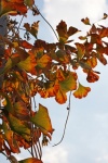 Ginkgo biloba leaves on a tree