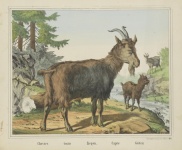 Arte vintage di capra