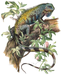 Iguana Verde Hypsilophus Tuberculat