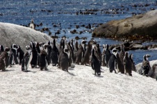 Gruppe kleine Pinguine