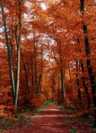 Autumn forest forest path trees