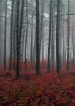 Jesień Las Lasy Drzewa Krajobraz