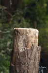 Wood post stake fence post