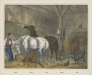 Arte dell'annata del cavallo