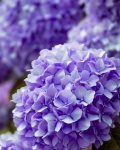Hydrangea Flower Blossoms Violet