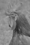 Chicken Rooster Portrait Photo