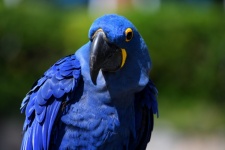 Papagaio Arara Azul