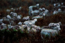 Moutons dans le pré pluvieux