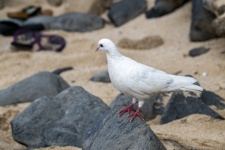 Dove at the beach