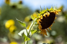 Large Sunflower Photograph
