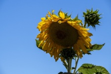 Large Sunflower Photograph