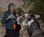 Senior Woman Feeding a Donkey