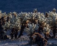 Giardino dei cactus Cholla