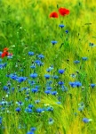 Búzavirág kukoricatábla virágai kék