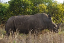 Grandes rinocerontes em bush veldt