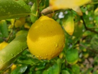 Limone sotto la pioggia